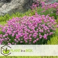 Plant in a Box Engels gras - Set van 3 - Armeria maritima 'Deep Rose' - Hoogte 20-30cm - ⌀12cm