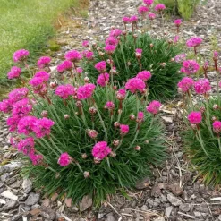 Plant in a Box Engels gras - Set van 6 - Armeria maritima 'Deep Rose' - Hoogte 20-30cm - ⌀12cm