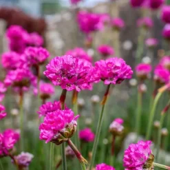 Plant in a Box Engels gras - Set van 6 - Armeria maritima 'Deep Rose' - Hoogte 20-30cm - ⌀12cm