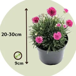 Plant in a Box Engels gras - Set van 6 - Armeria maritima 'Deep Rose' - Hoogte 20-30cm - ⌀12cm