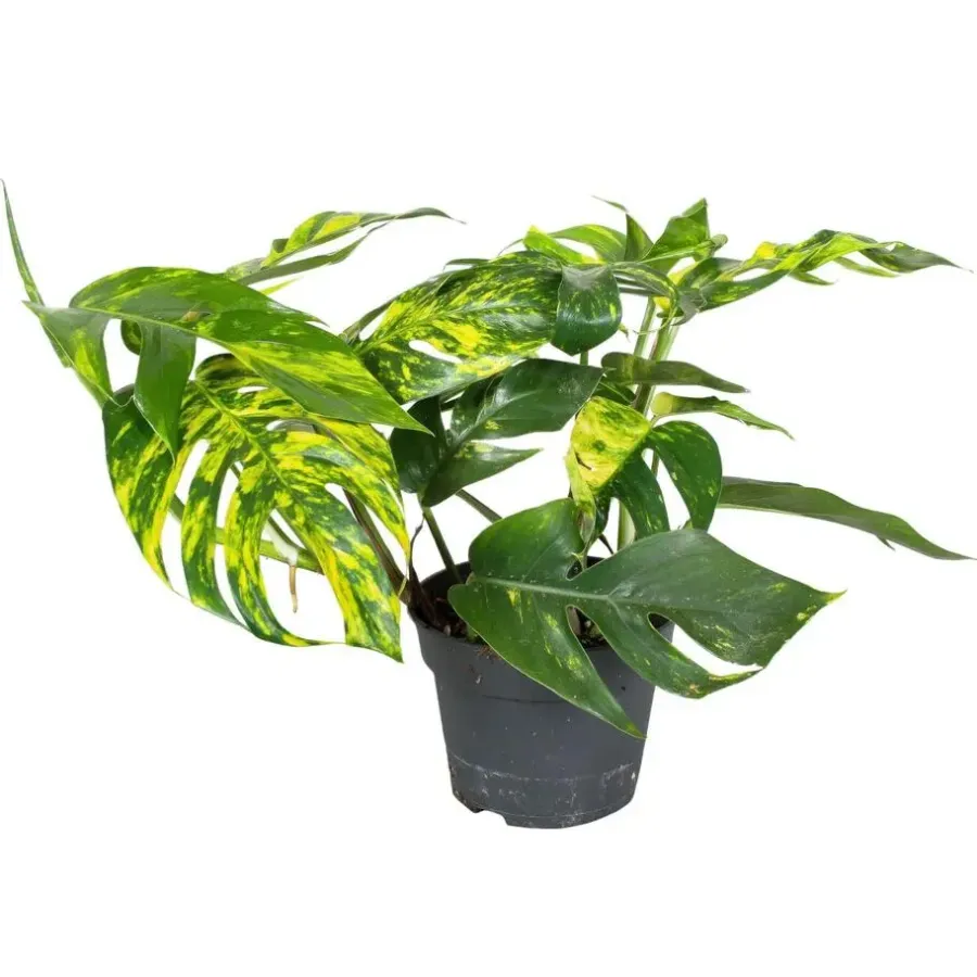 Plant in a Box Epipremnum pinnatum 'Goldfinger' - Goudrank - Hoogte 25-35 cm - ø17cm
