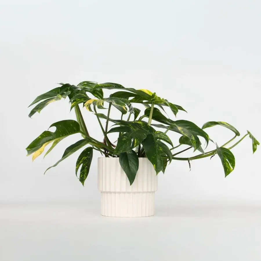 Plant in a Box Epipremnum pinnatum 'Goldfinger' - Goudrank - Hoogte 25-35 cm - ø17cm