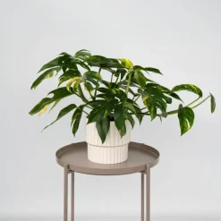 Plant in a Box Epipremnum pinnatum 'Goldfinger' - Goudrank - Hoogte 25-35 cm - ø17cm