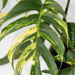 Plant in a Box Epipremnum pinnatum 'Goldfinger' - Goudrank - Hoogte 25-35 cm - ø17cm