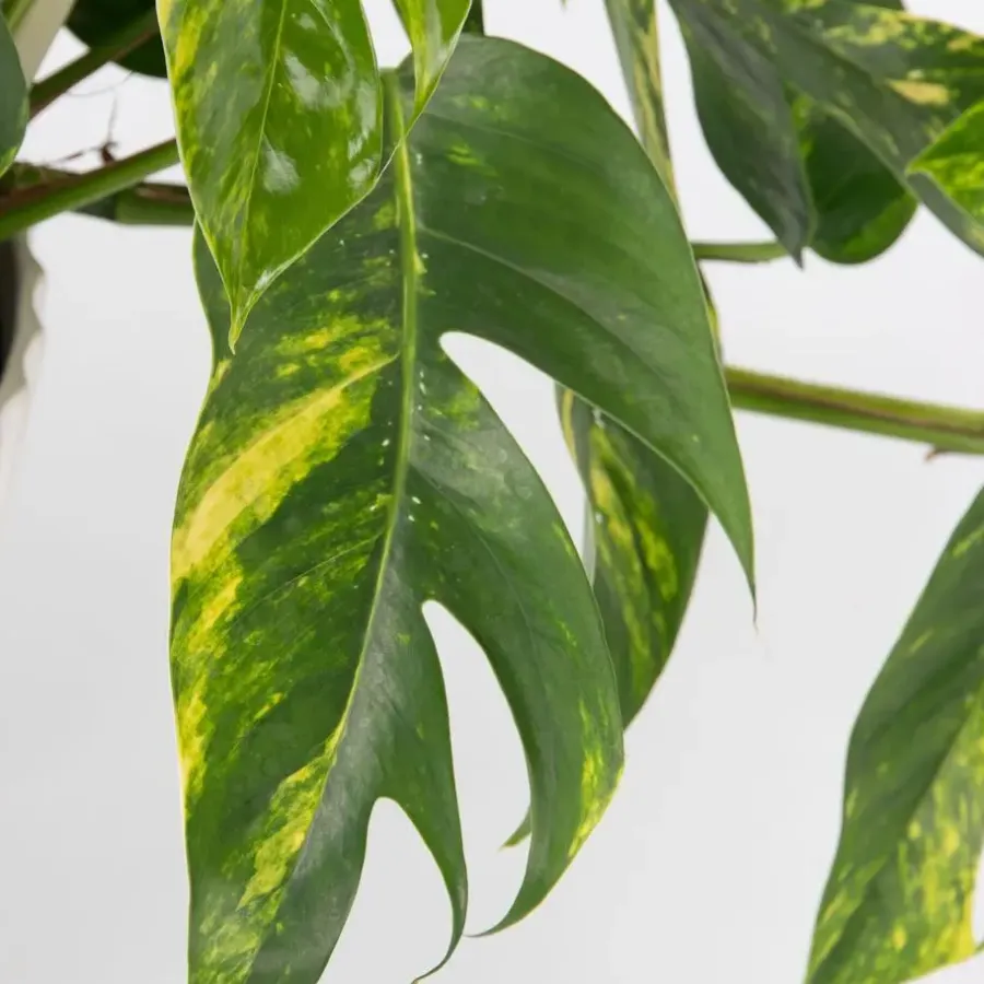Plant in a Box Epipremnum pinnatum 'Goldfinger' - Goudrank - Hoogte 25-35 cm - ø17cm
