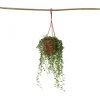 Kamerplanten-Plant in a Box Erwtenplant - Senecio rowleyanus - Hoogte 10-20cm - ⌀12cm