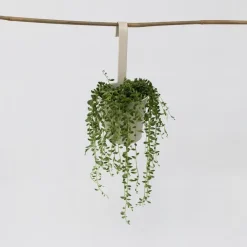 Kamerplanten-Plant in a Box Erwtenplant - Senecio rowleyanus - Hoogte 10-20cm - ⌀12cm