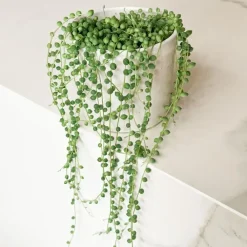 Kamerplanten-Plant in a Box Erwtenplant - Senecio rowleyanus - Hoogte 10-20cm - ⌀12cm