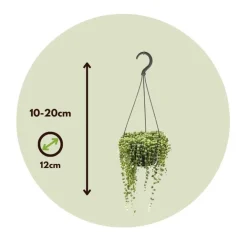Kamerplanten-Plant in a Box Erwtenplant - Senecio rowleyanus - Hoogte 10-20cm - ⌀12cm