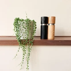 Kamerplanten-Plant in a Box Erwtenplant - Senecio rowleyanus - Hoogte 10-20cm - ⌀12cm