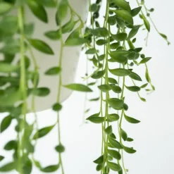 Kamerplanten-Plant in a Box Erwtenplant - Senecio rowleyanus - Hoogte 10-20cm - ⌀12cm