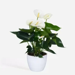 Plant in a Box Flamingoplant - Anthurium 'Alpine White' - Hoogte 40-55cm - ø14cm