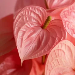 Kamerplanten-Plant in a Box Flamingoplant - Anthurium 'Maine Pink' - Hoogte 55-70cm - ø17cm