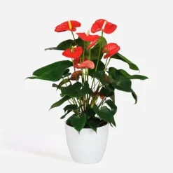 Kamerplanten-Plant in a Box Flamingoplant - Anthurium 'Madural Red' - Hoogte 55-70cm - ø17cm