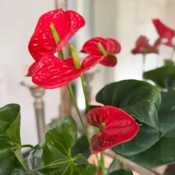 Kamerplanten-Plant in a Box Flamingoplant - Anthurium 'Madural Red' - Hoogte 55-70cm - ø17cm