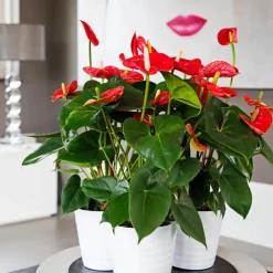 Kamerplanten-Plant in a Box Flamingoplant - Anthurium 'Madural Red' - Hoogte 55-70cm - ø17cm