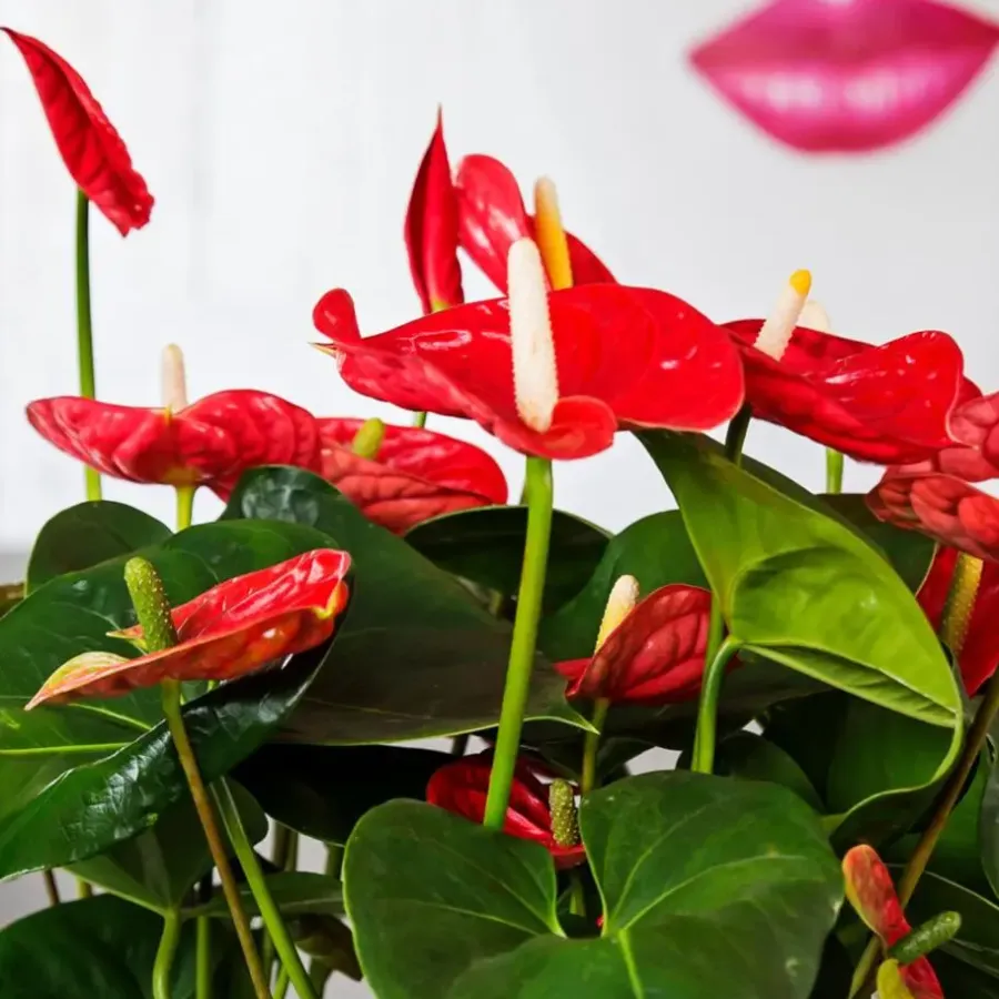 Kamerplanten-Plant in a Box Flamingoplant - Anthurium 'Madural Red' - Hoogte 55-70cm - ø17cm