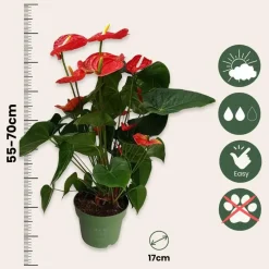 Kamerplanten-Plant in a Box Flamingoplant - Anthurium 'Madural Red' - Hoogte 55-70cm - ø17cm