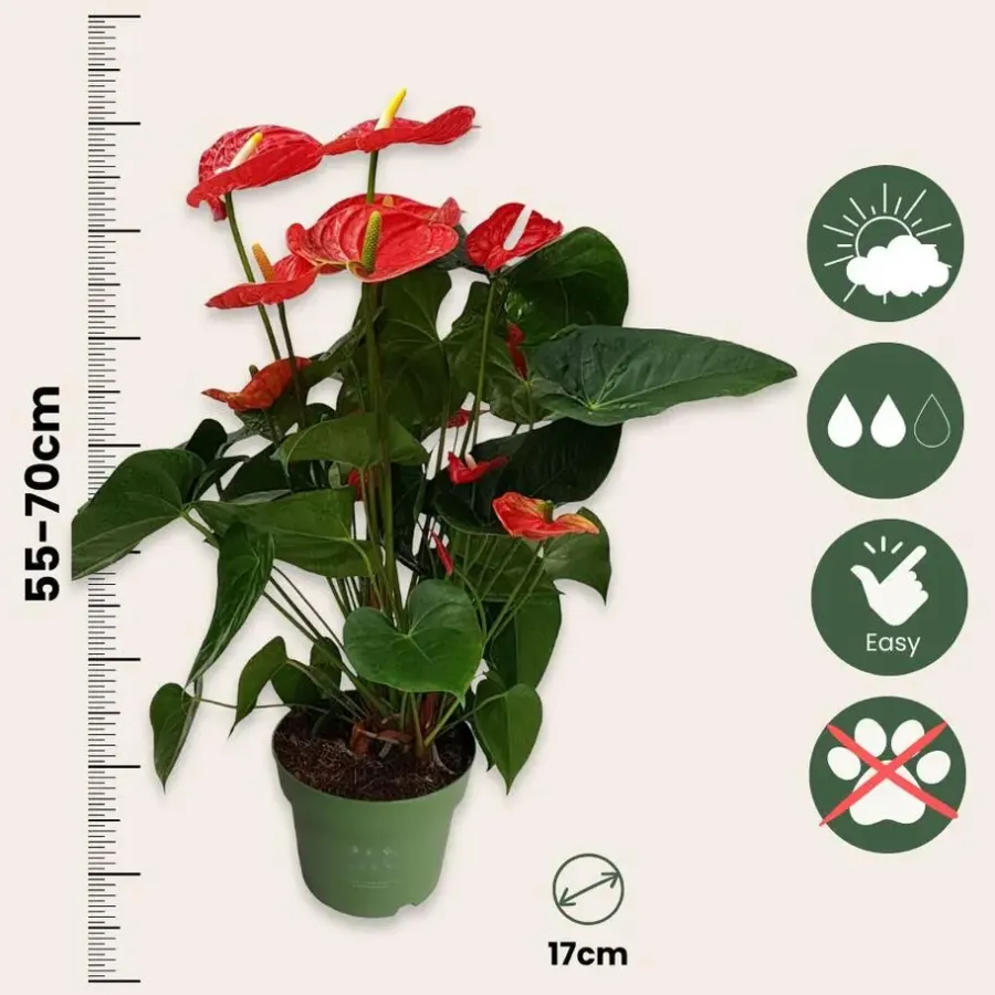 Kamerplanten-Plant in a Box Flamingoplant - Anthurium 'Madural Red' - Hoogte 55-70cm - ø17cm