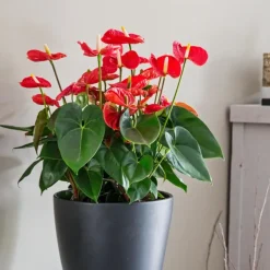 Kamerplanten-Plant in a Box Flamingoplant - Anthurium 'Madural Red' - Hoogte 55-70cm - ø17cm