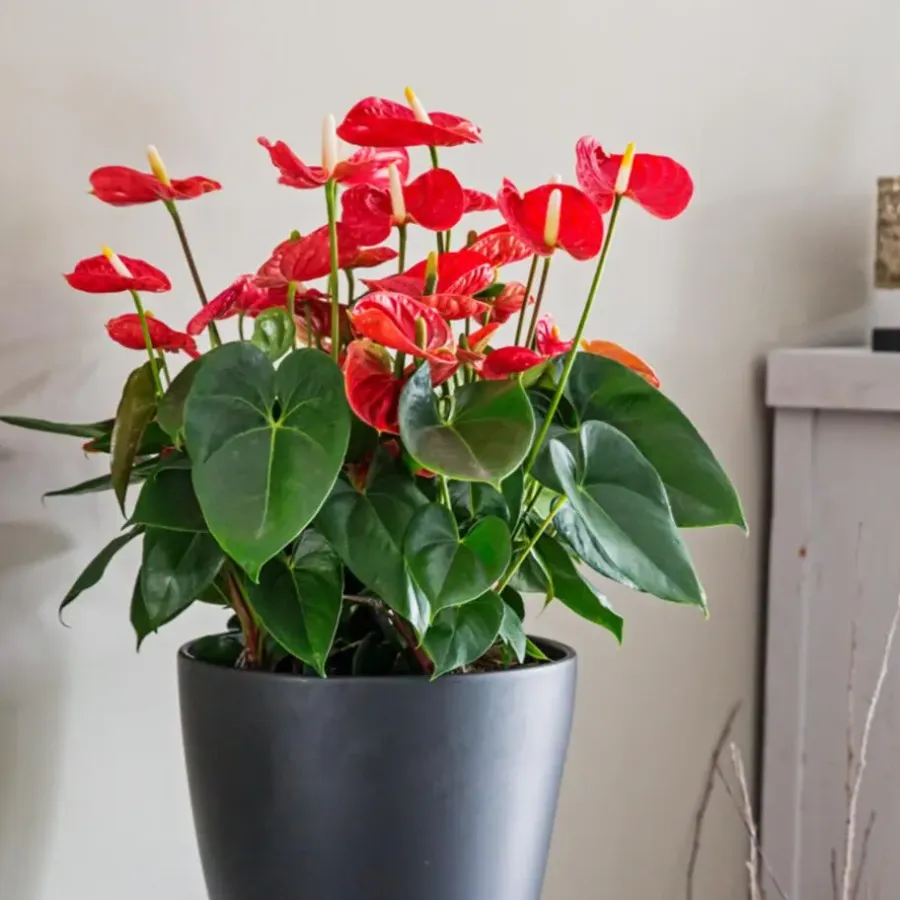 Kamerplanten-Plant in a Box Flamingoplant - Anthurium 'Madural Red' - Hoogte 55-70cm - ø17cm