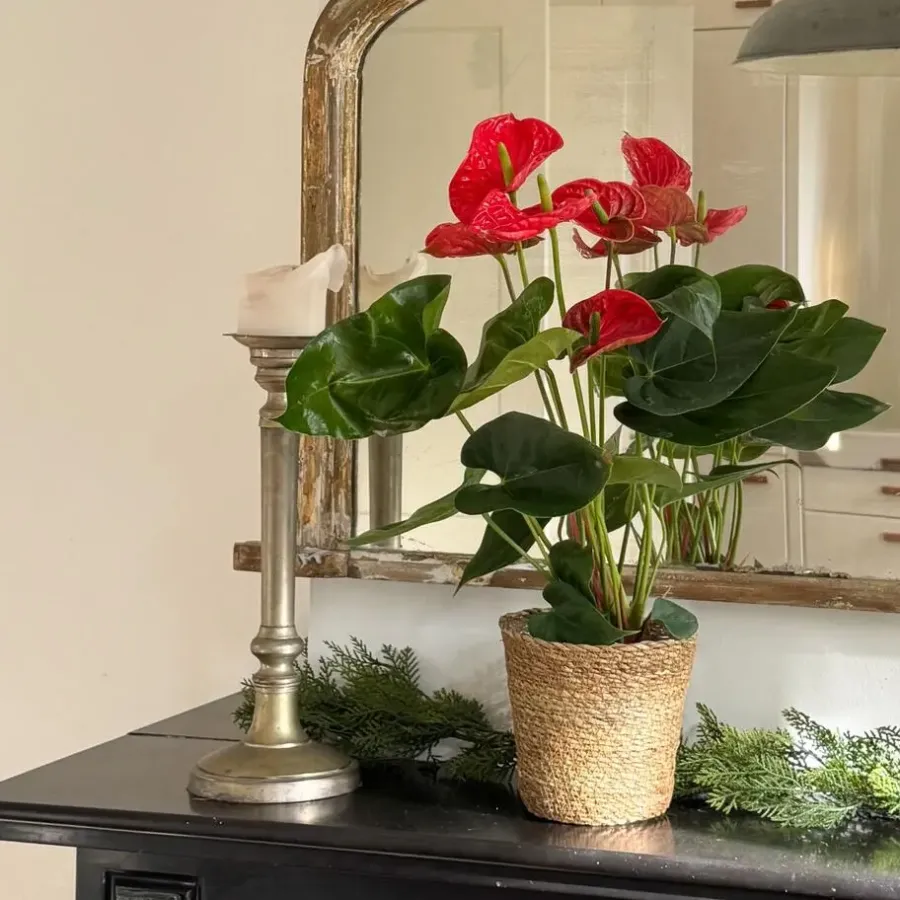 Kamerplanten-Plant in a Box Flamingoplant - Anthurium 'Madural Red' - Hoogte 55-70cm - ø17cm