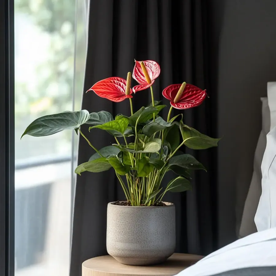 Kamerplanten-Plant in a Box Flamingoplant - Anthurium 'Madural Red' - Hoogte 55-70cm - ø17cm