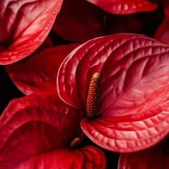 Kamerplanten-Plant in a Box Flamingoplant - Anthurium 'Madural Red' - Hoogte 55-70cm - ø17cm