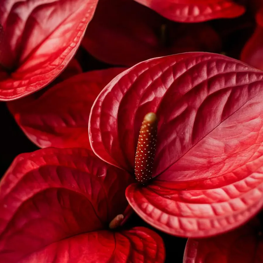 Kamerplanten-Plant in a Box Flamingoplant - Anthurium 'Madural Red' - Hoogte 55-70cm - ø17cm