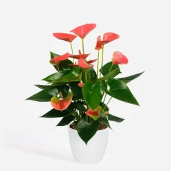 Plant in a Box Flamingoplant - Anthurium 'Sweet Dream' - Hoogte 35-45cm - ø12cm