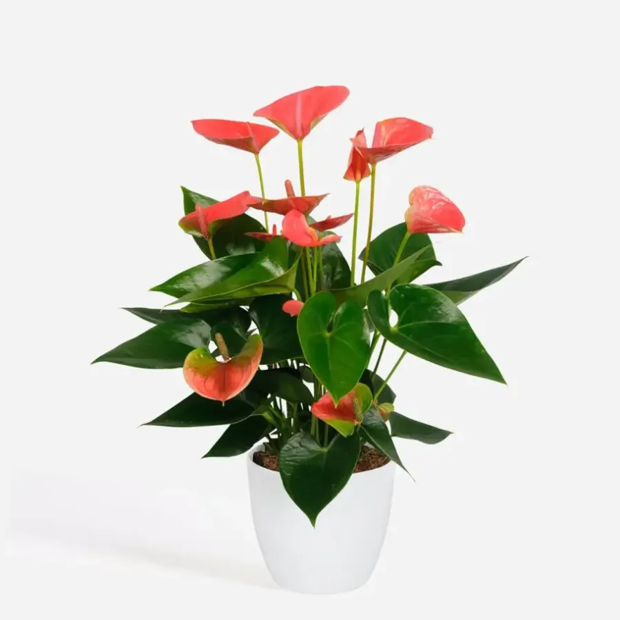 Plant in a Box Flamingoplant - Anthurium 'Sweet Dream' - Hoogte 35-45cm - ø12cm