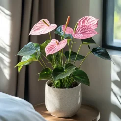 Plant in a Box Flamingoplant - Anthurium 'Sweet Dream' - Hoogte 35-45cm - ø12cm