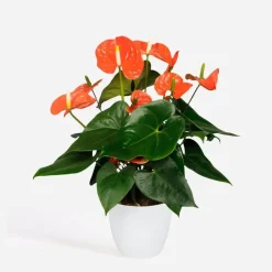Plant in a Box Flamingoplant - Anthurium 'Madural Orange' - Hoogte 55-70cm - ø17cm