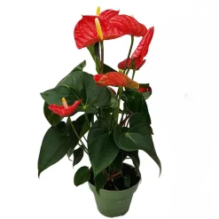 Kamerplanten-Plant in a Box Flamingoplant - Anthurium 'Madural Red' - Hoogte 40-45cm - ø14cm