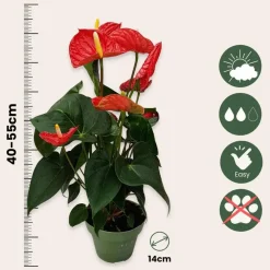 Kamerplanten-Plant in a Box Flamingoplant - Anthurium 'Madural Red' - Hoogte 40-45cm - ø14cm