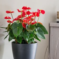 Kamerplanten-Plant in a Box Flamingoplant - Anthurium 'Madural Red' - Hoogte 40-45cm - ø14cm
