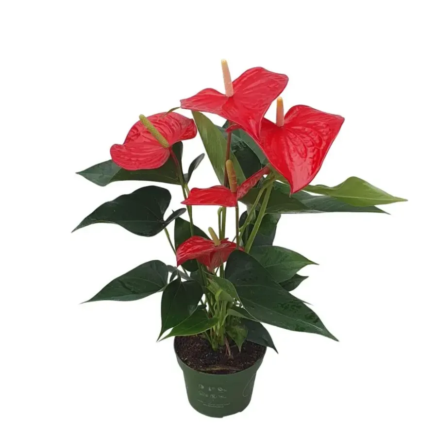 Kamerplanten-Plant in a Box Flamingoplant - Anthurium 'Royal Champion' - Hoogte 35-45cm - ø12cm