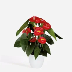 Kamerplanten-Plant in a Box Flamingoplant - Anthurium 'Royal Champion' - Hoogte 35-45cm - ø12cm