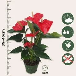Kamerplanten-Plant in a Box Flamingoplant - Anthurium 'Royal Champion' - Hoogte 35-45cm - ø12cm