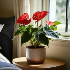 Kamerplanten-Plant in a Box Flamingoplant - Anthurium 'Royal Champion' - Hoogte 35-45cm - ø12cm