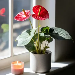 Kamerplanten-Plant in a Box Flamingoplant - Anthurium 'Royal Champion' - Hoogte 35-45cm - ø12cm