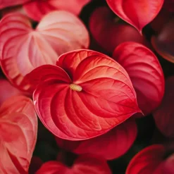 Kamerplanten-Plant in a Box Flamingoplant - Anthurium 'Royal Champion' - Hoogte 35-45cm - ø12cm