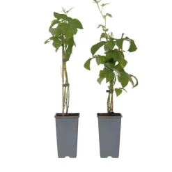 Plant in a Box Frambozenplant - Set van 2 - Rubus 'Malling Promise' - Hoogte 50-60cm - ⌀15cm