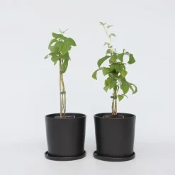 Plant in a Box Frambozenplant - Set van 2 - Rubus 'Malling Promise' - Hoogte 50-60cm - ⌀15cm
