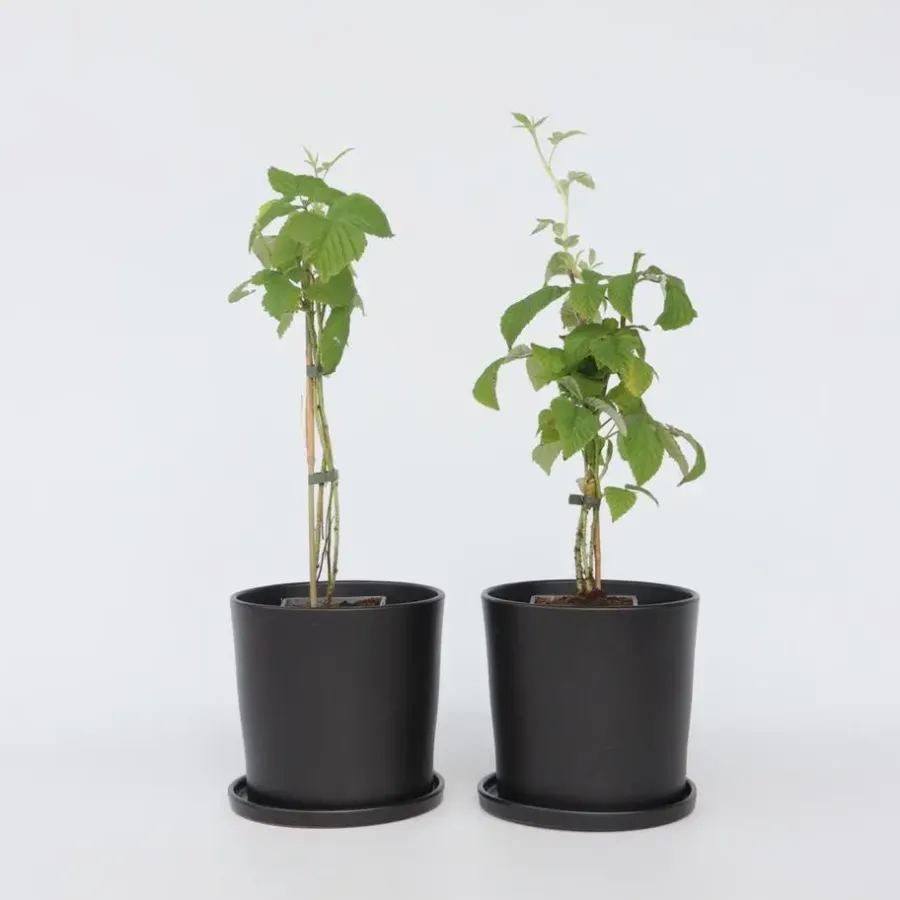Plant in a Box Frambozenplant - Set van 2 - Rubus 'Malling Promise' - Hoogte 50-60cm - ⌀15cm