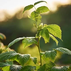 Plant in a Box Frambozenplant - Set van 2 - Rubus 'Malling Promise' - Hoogte 50-60cm - ⌀15cm