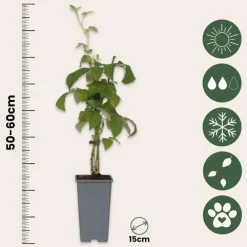 Plant in a Box Frambozenplant - Set van 2 - Rubus 'Malling Promise' - Hoogte 50-60cm - ⌀15cm