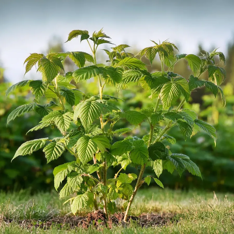 Plant in a Box Frambozenplant - Set van 2 - Rubus 'Malling Promise' - Hoogte 50-60cm - ⌀15cm