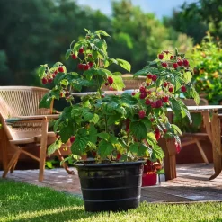 Plant in a Box Frambozenplant - Set van 2 - Rubus 'Malling Promise' - Hoogte 50-60cm - ⌀15cm
