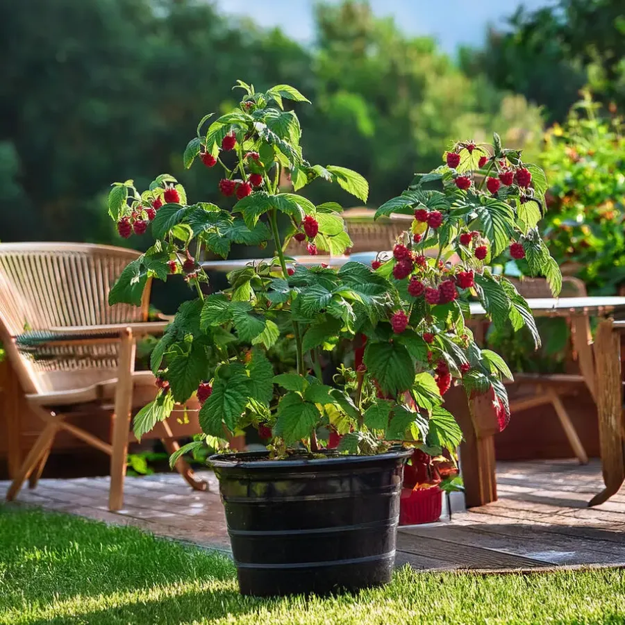 Plant in a Box Frambozenplant - Set van 2 - Rubus 'Malling Promise' - Hoogte 50-60cm - ⌀15cm